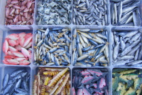 Dolls-house-miniature-fish