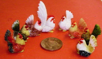 7 chickens 1 cock