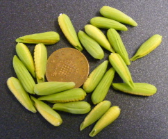 corn on the cobp