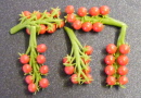 tomatoes on the vine