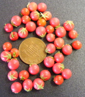 tomatoes