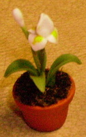 a white iris