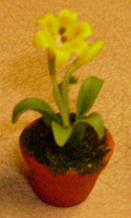 a yellow lilly