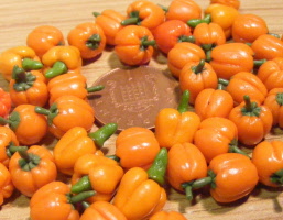 bell peppers orange