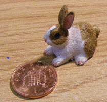 brown rabbit sa