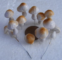 dolls-house-miniature brown-toadstool