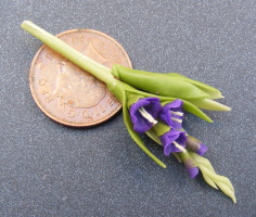 dolls-house-miniature flowers gladioli s mauve