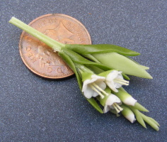 dolls-house-miniature flowers gladioli s white