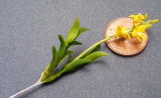 dolls-house-miniature flowers yellow orchid 21