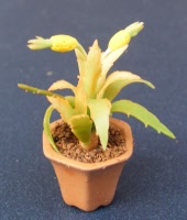 dolls-house-miniature-1-a-1-aaa-plant 13p