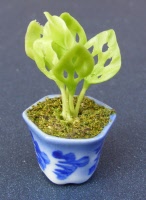 dolls-house-miniature-1-a-1-aaa-plant 1p