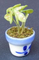 dolls-house-miniature-1-a-1-aaa-plant 4p
