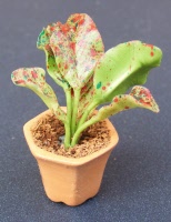 Silver King Plant