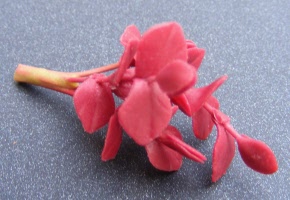 dolls-house-miniature-1-a-1-aaa-plant-14