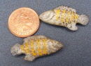 dolls-house-miniature-1-aaa-fish-java-tilapia