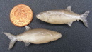 dolls-house-miniature-1-aaa-fish-yellow-fin-tuna
