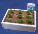 dolls-house-miniature-1-aaa-packet-& seedlings