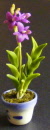 dolls-house-miniature-1-orchid-tall-purple