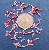 dolls-house-miniature-koi-carp-a