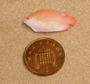 fish r