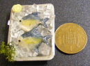 fish y new on a tray