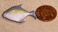 fish y