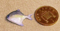fish z
