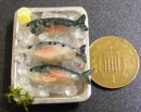 fish zd new on a tray
