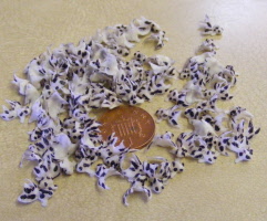 goldfish f