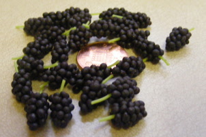 grapes black
