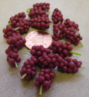 grapes red