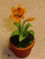new orange lilly small