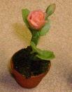 new orange rose small