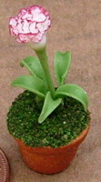 new pink & white carnation
