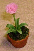 new pink carnation
