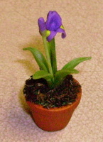 new purple iris small