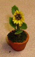 new sunflower small