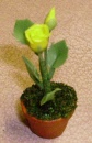 new yellow rose small
