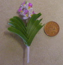 orchid purple no pot