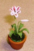 red & white lilly large