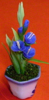 s blue gladioli