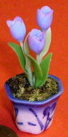 s blue tulip