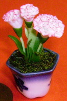 s carnation white and pink