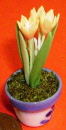 s crocus orange