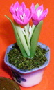 s crocus pinkq