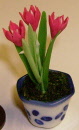 s crocus red