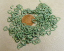 s green bell pepper cane slices