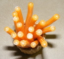 s orange cane no skin