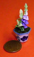 s violer foxglove