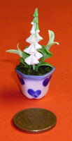 s white foxglove
